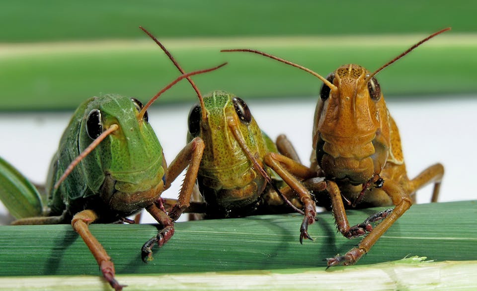 locusts