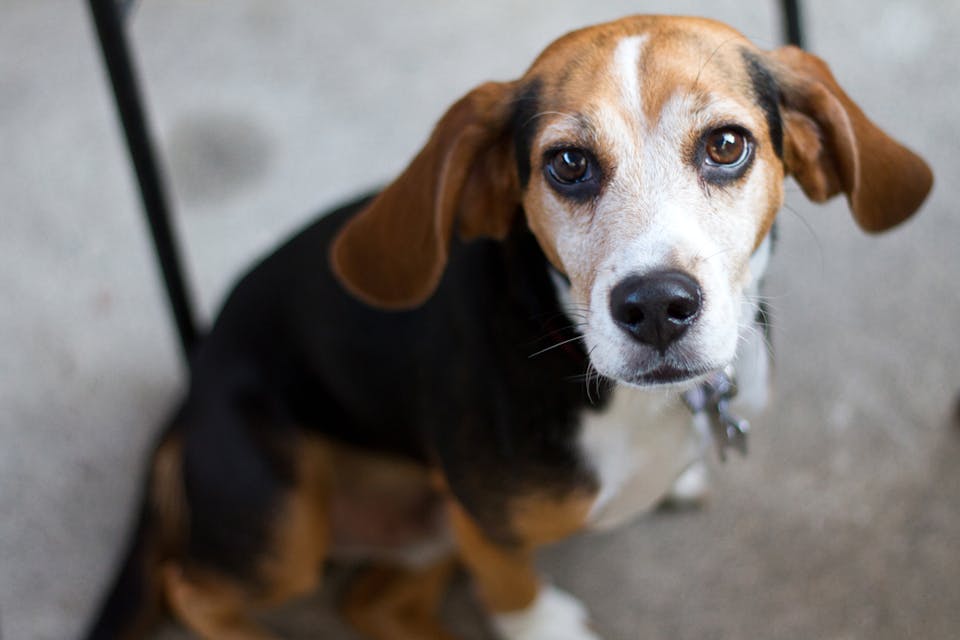 Flickr/claylarsen. Beagle-Main