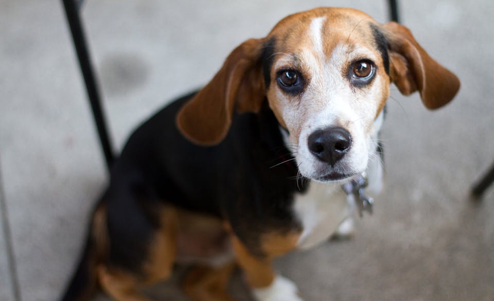 Beagle-Main