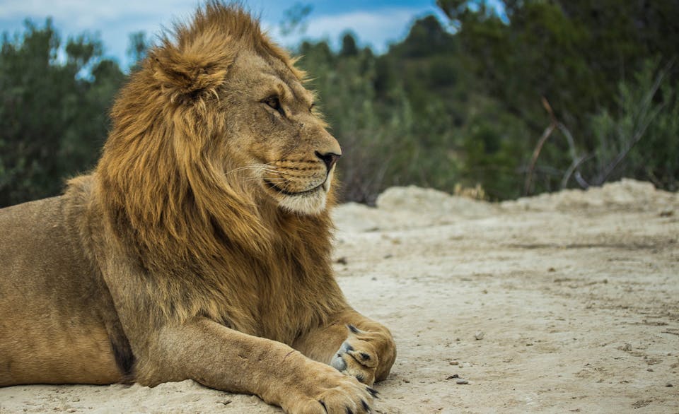lion