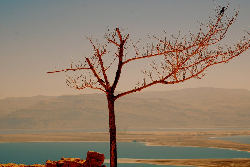 *A tree at Masada.* Karen Chan/Flickr. Masada-Main