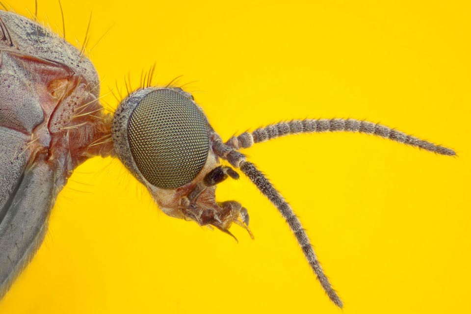 *A wood gnat.* Johan J.Ingles-Le Nobel/Flickr. Gnat-Main-List