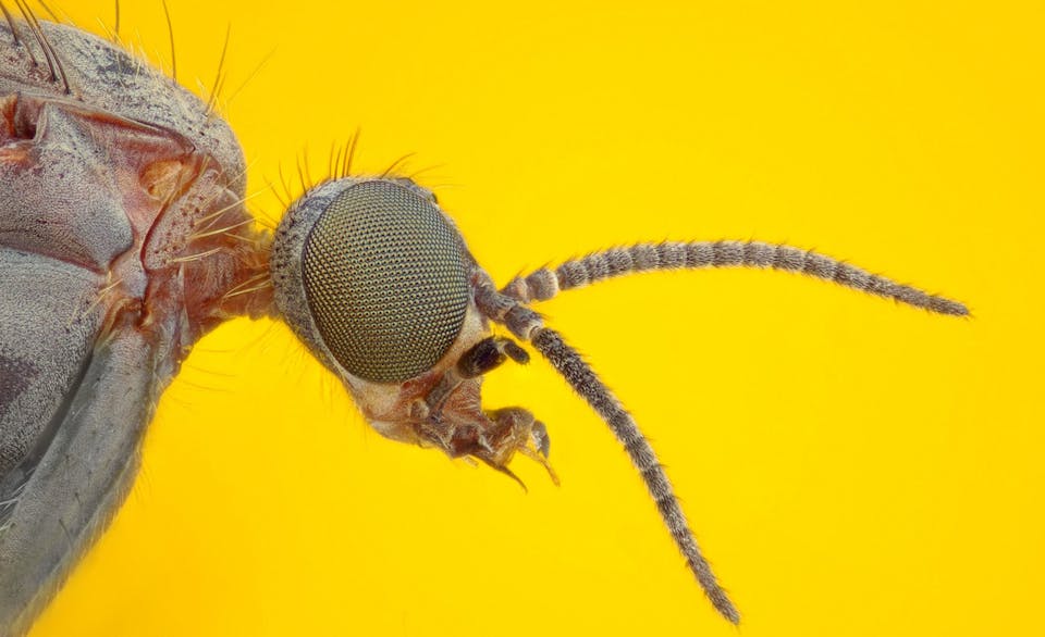 Gnat-Main-List