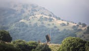 Iron Dome Main