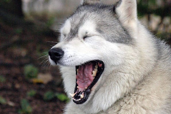 Wikipedia. Talking Dog