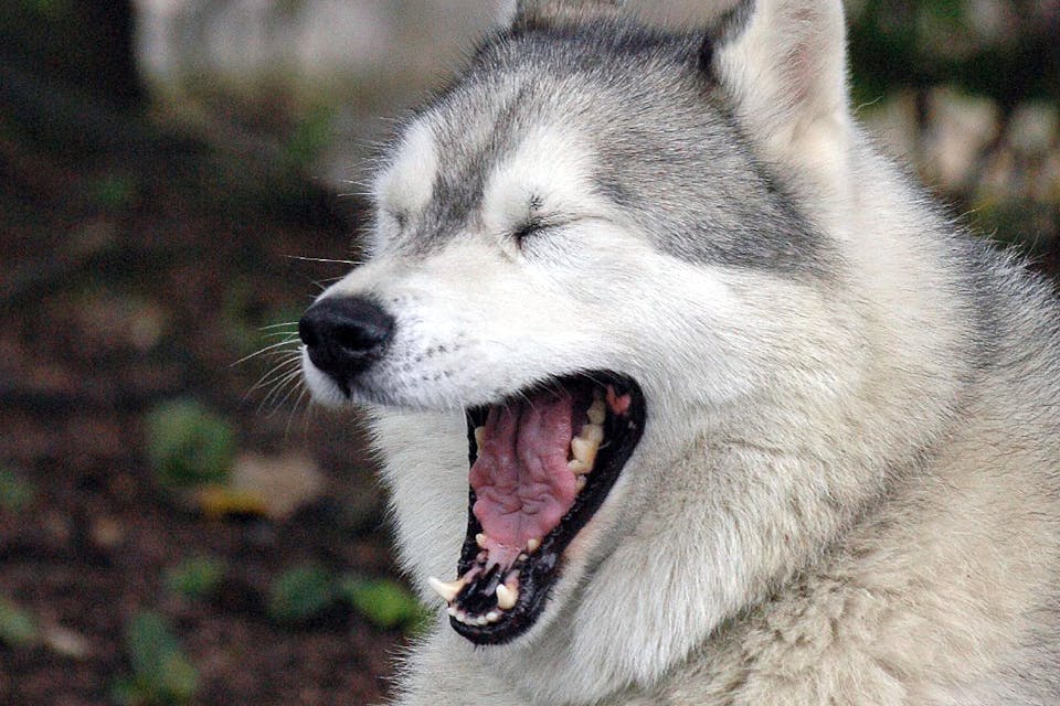 Wikipedia. Talking Dog