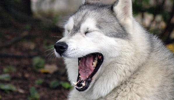 Talking Dog