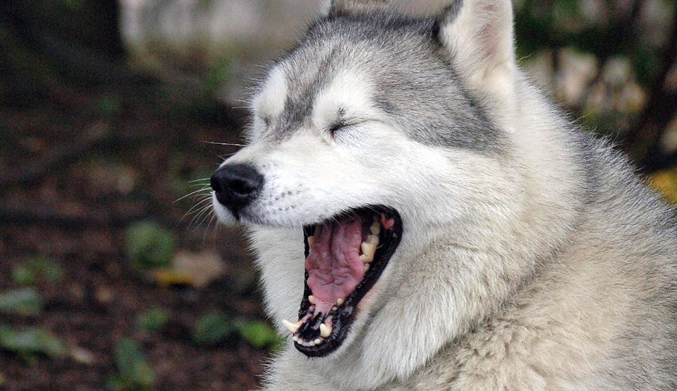 Talking Dog