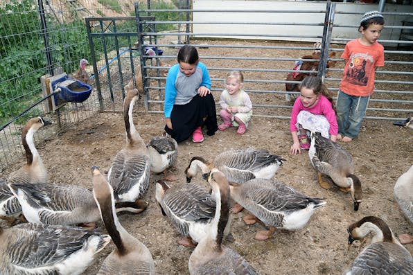 *Israeli children at a farm in March 2018.* Gershon Elinson/Flash90. Rindner Israel Demographics