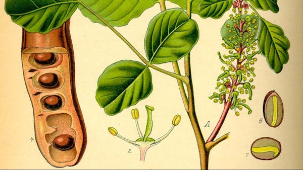 tubshvat-1 tubshvat-1