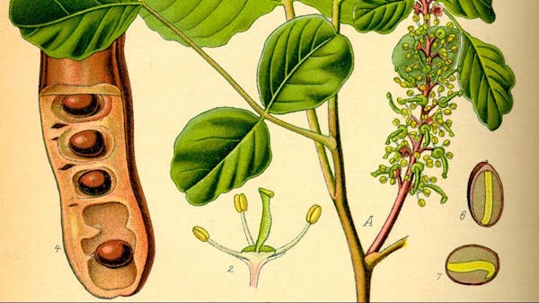 tubshvat-1