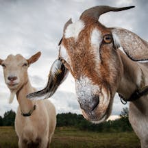 *Linas T/Shutterstock.* Two,Goats,Look,At,The,Camera