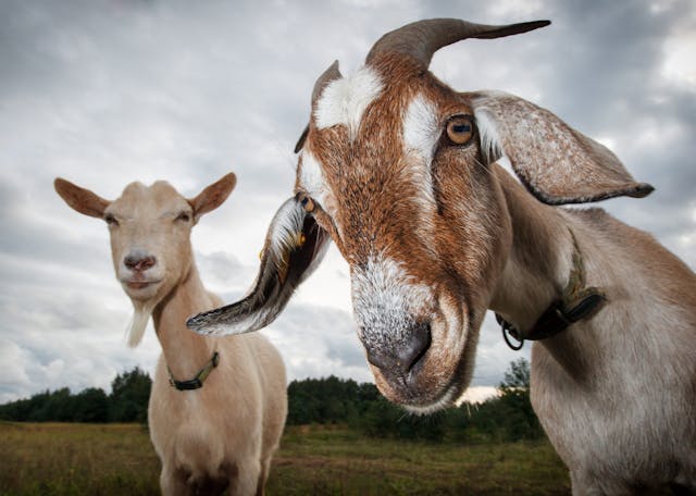 *Linas T/Shutterstock.* Two,Goats,Look,At,The,Camera