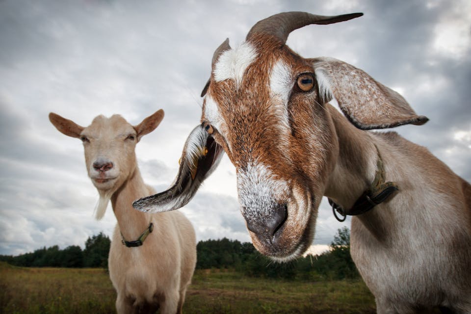 *Linas T/Shutterstock.* Two,Goats,Look,At,The,Camera
