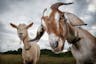 Two,Goats,Look,At,The,Camera