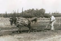 pioneers