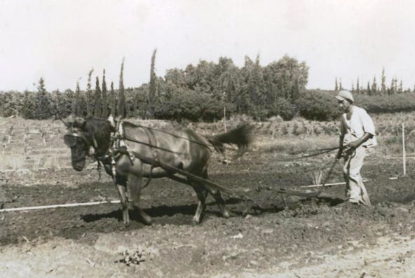 pioneers