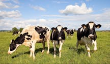 cows