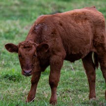 red-heifer