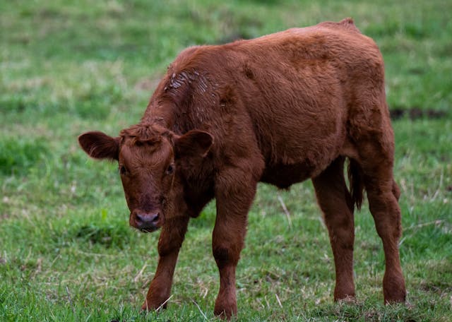 red-heifer