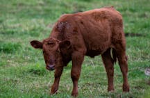 red-heifer