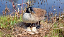 birdsnest