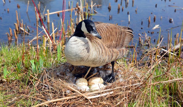 birdsnest