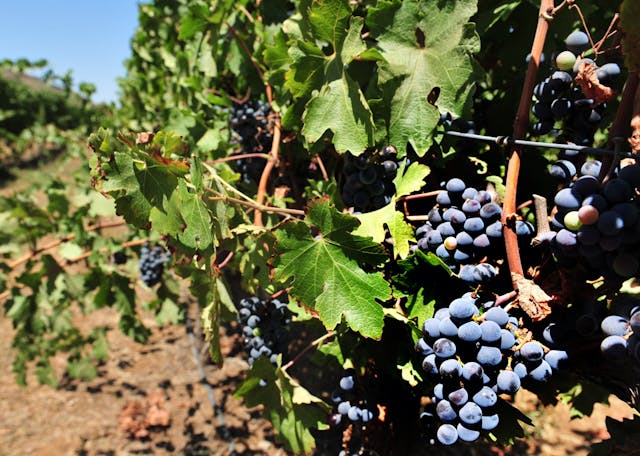 Screenshot 2025-04-15 115232