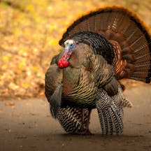 turkey