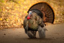 turkey