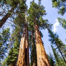 trees