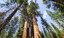 trees