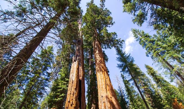 trees