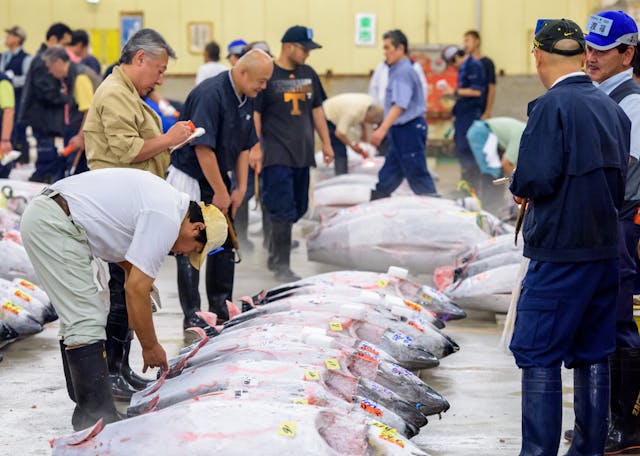 tokyo-fish-auction