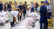 tokyo-fish-auction