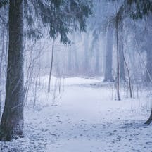 snowy-woods