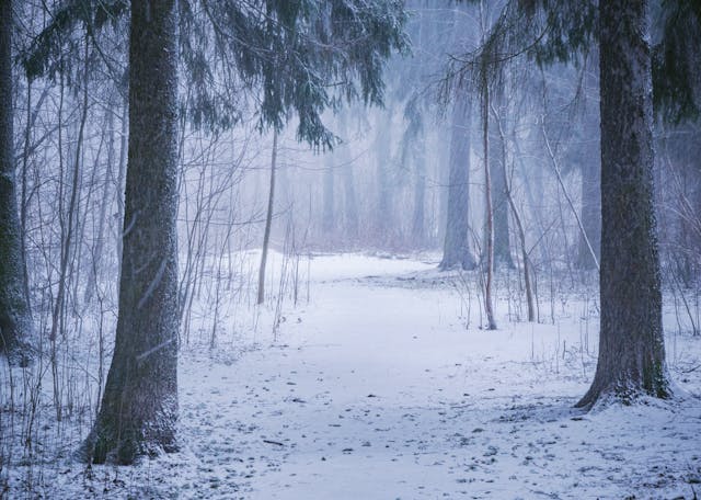 snowy-woods