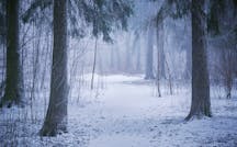 snowy-woods