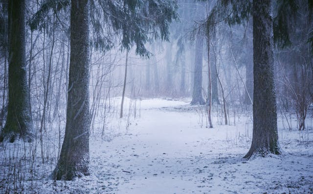 snowy-woods