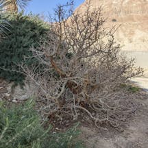 ein gedi afarsimen tree