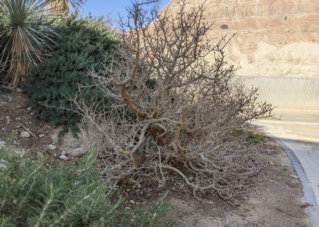 ein gedi afarsimen tree