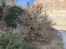 ein gedi afarsimen tree
