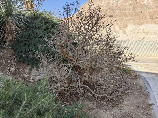 ein gedi afarsimen tree