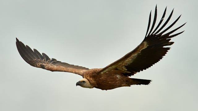 Griffon-vulture.,Griffin-vulture.,Vulture,,Fingerboard,,Griffin,Griffon,Griffon,Vulture,Flight,Wingspan
