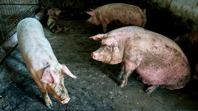 Big,Pigs,In,A,Pen