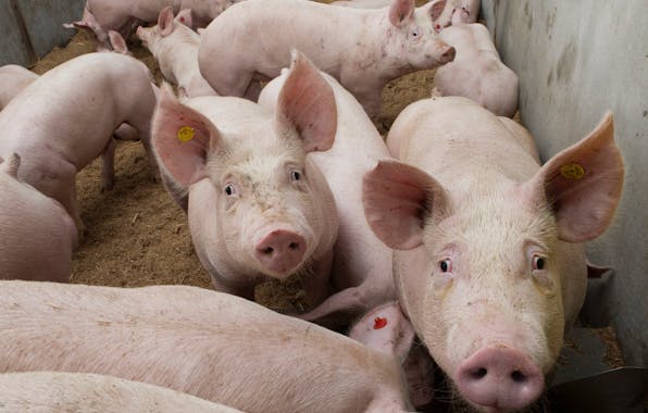 pigs