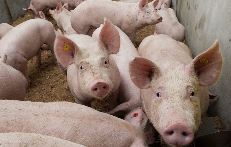 pigs
