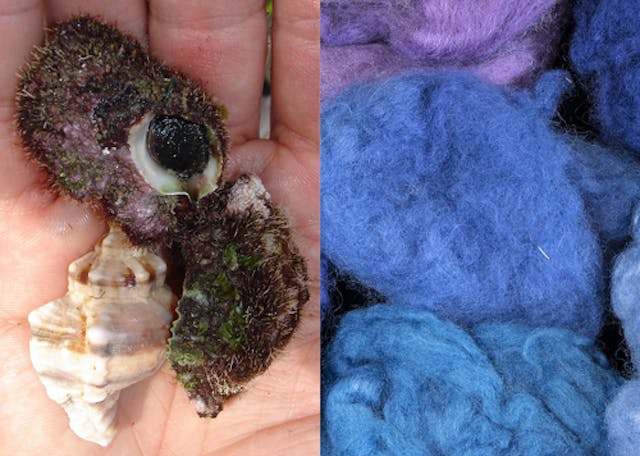 Parashat Tetzaveh: The Snail Makes the Man Parashat Tetzaveh: The Snail Makes the Man image