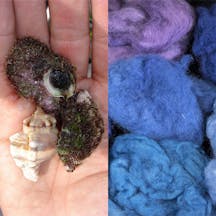 Parashat Tetzaveh: The Snail Makes the Man image