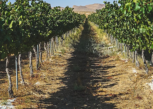 Parashat Bechukotai: FDR, Truman, & the Resurrected Land Parashat Bechukotai: FDR, Truman, & the Resurrected Land image